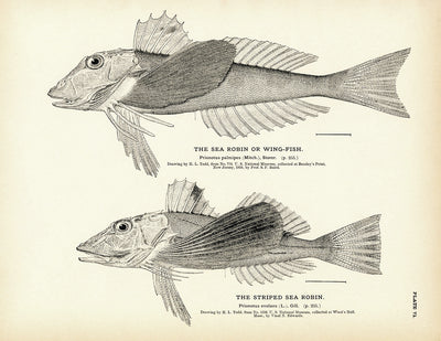 Sea Robin (Wing-Fish) and Striped Sea Robin - 1884 Print | Muir Way