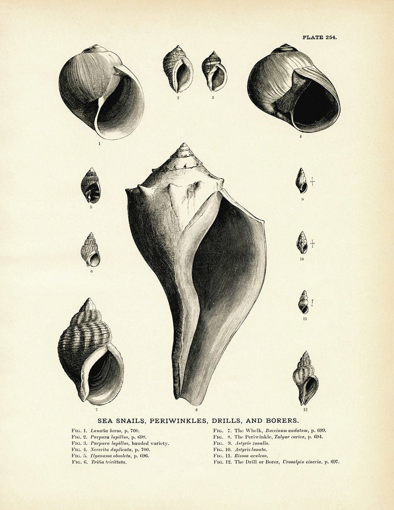 Sea Snails, Periwinkles, Drills, and Borers - Set 1 Art Print - Muir Way - Fisheries