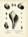 Sea Snails, Periwinkles, Drills, and Borers - Set 1 Art Print