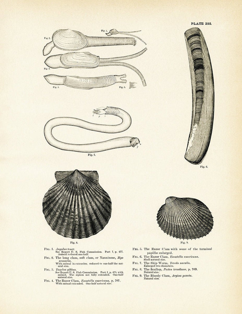 Sea Snails, Periwinkles, Drills, and Borers - Set 2 Art Print - Muir Way - Fisheries