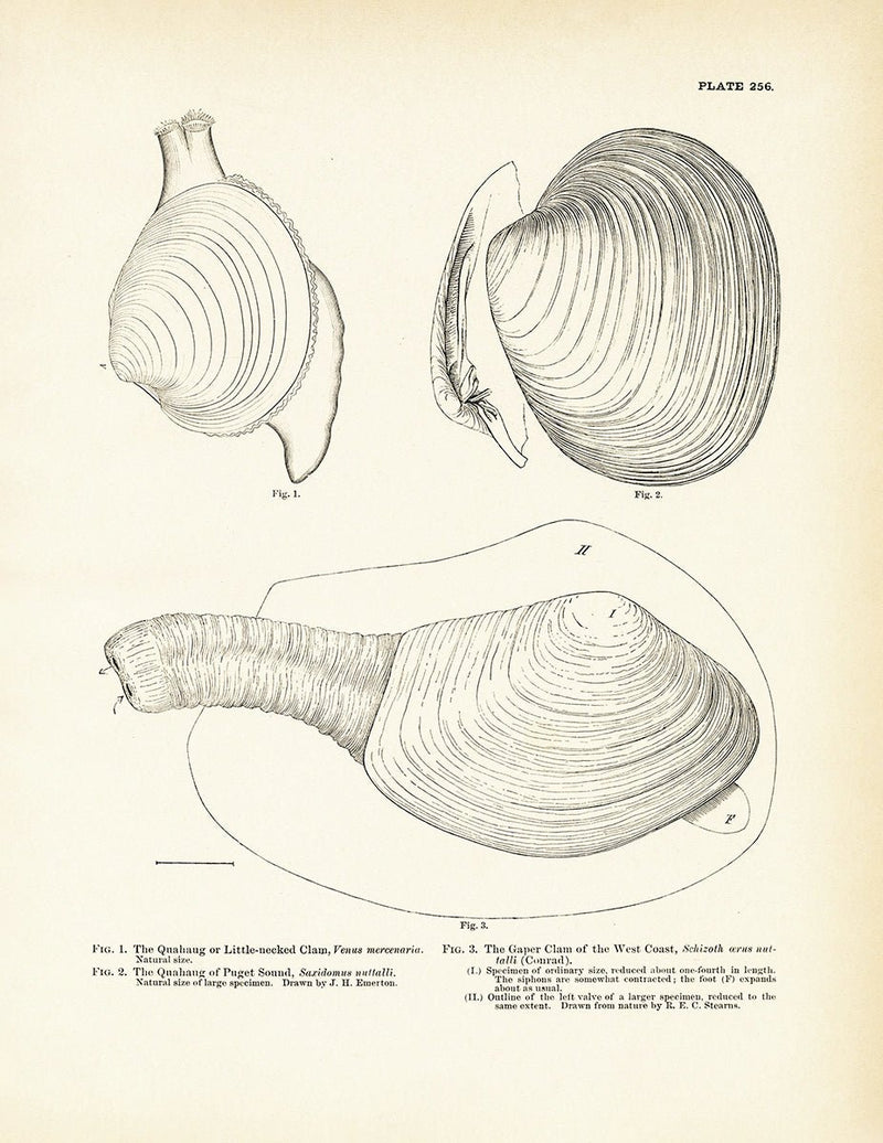 Sea Snails, Periwinkles, Drills, and Borers - Set 3 Art Print - Muir Way - Fisheries