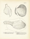Sea Snails, Periwinkles, Drills, and Borers - Set 3 Art Print