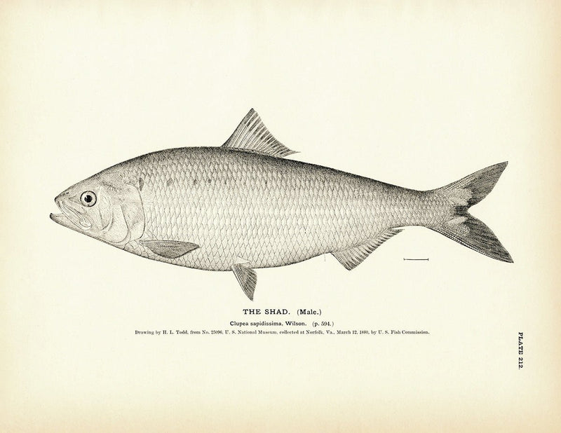Shad (Male) Art Print - Muir Way - Fisheries