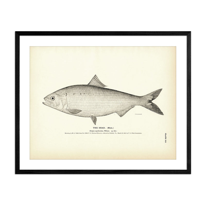 Shad (Male) Art Print - Muir Way - Fisheries