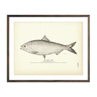 Vintage Shad (Male) fish print