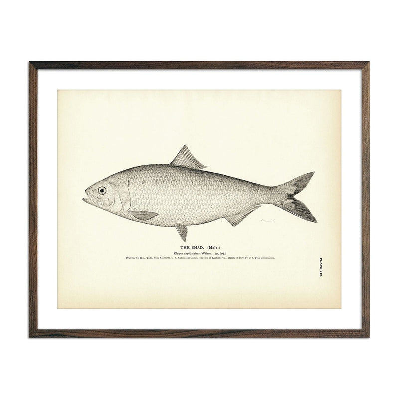 Shad (Male) Art Print - Muir Way - Fisheries