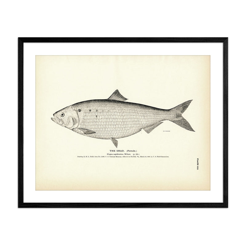 Shad (Female) Art Print - Muir Way - Fisheries