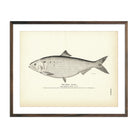 Vintage Shad (Female) fish print