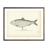 Vintage Shad (Female) fish print