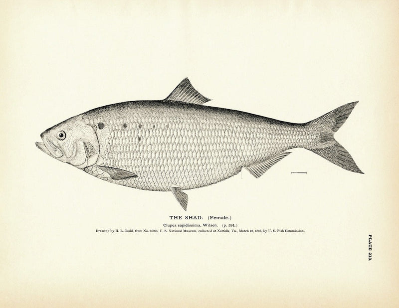 Shad (Female) Art Print - Muir Way - Fisheries