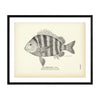 Sheep's-Head (Young) Art Print
