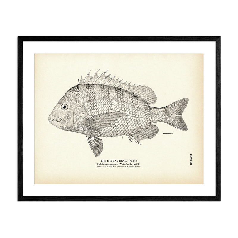 Sheep's - Head (Adult) Art Print - Muir Way - Fisheries