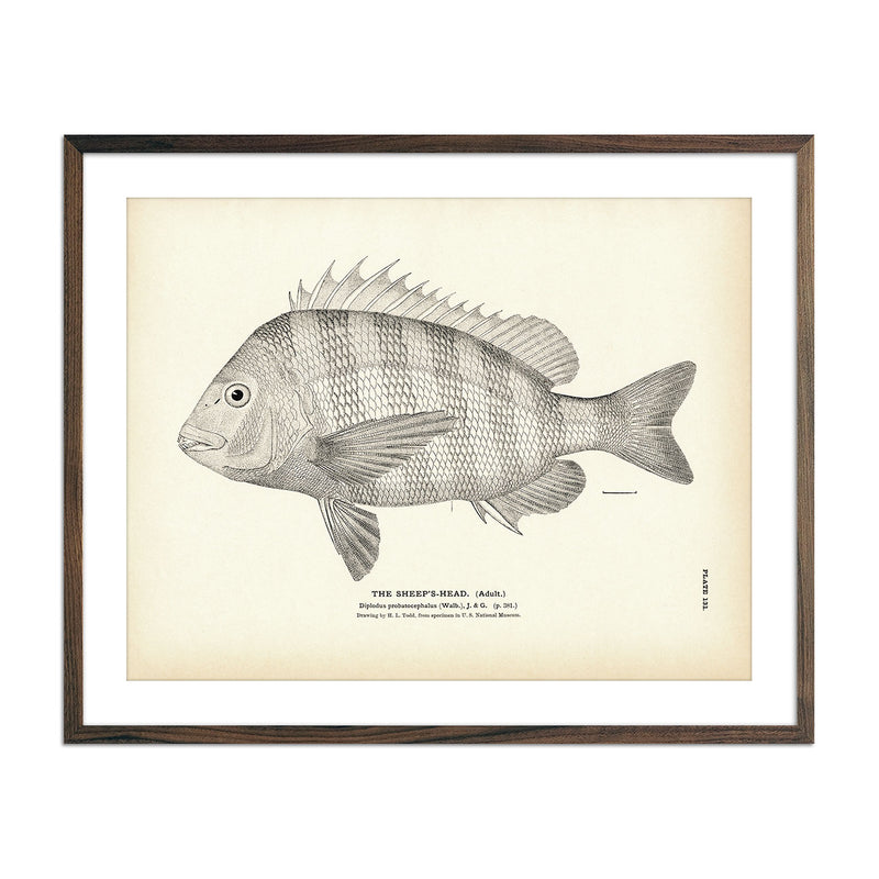 Sheep's - Head (Adult) Art Print - Muir Way - Fisheries