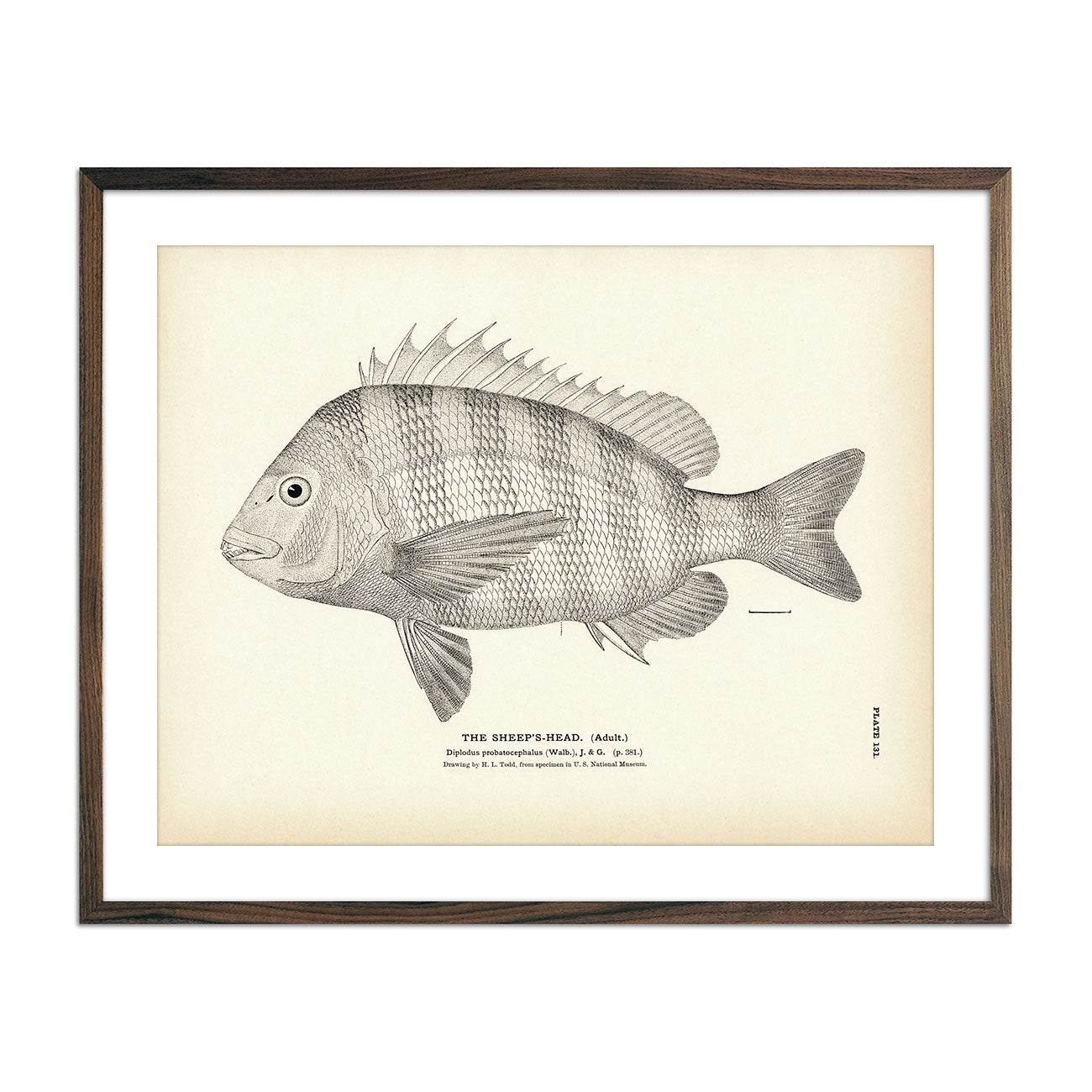 Vintage Sheep's-Head (Adult) fish print
