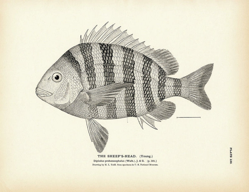 Sheep's - Head (Young) Art Print - Muir Way - Fisheries