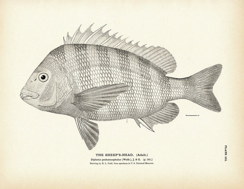 Sheep's - Head (Adult) Art Print - Muir Way - Fisheries