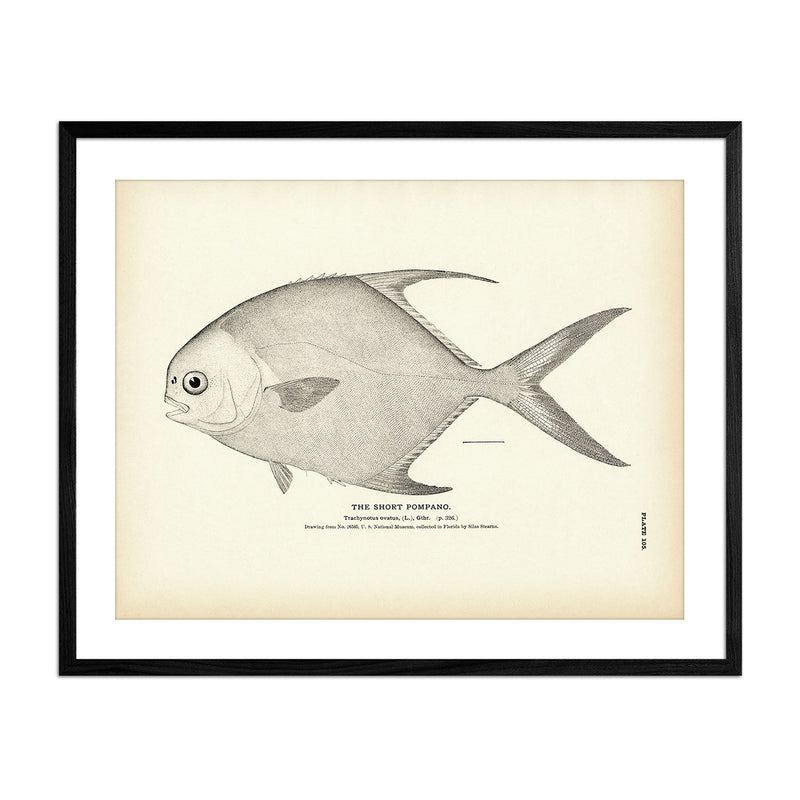 Short Pompano Art Print - Muir Way - 