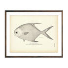 Vintage Short Pompano fish print
