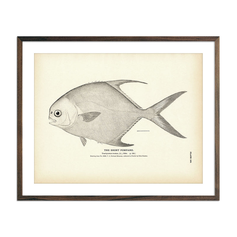 Short Pompano Art Print - Muir Way - 