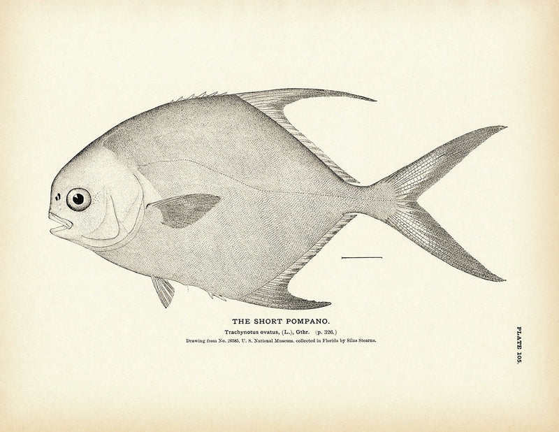 Short Pompano Art Print - Muir Way - 