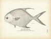 Short Pompano Art Print