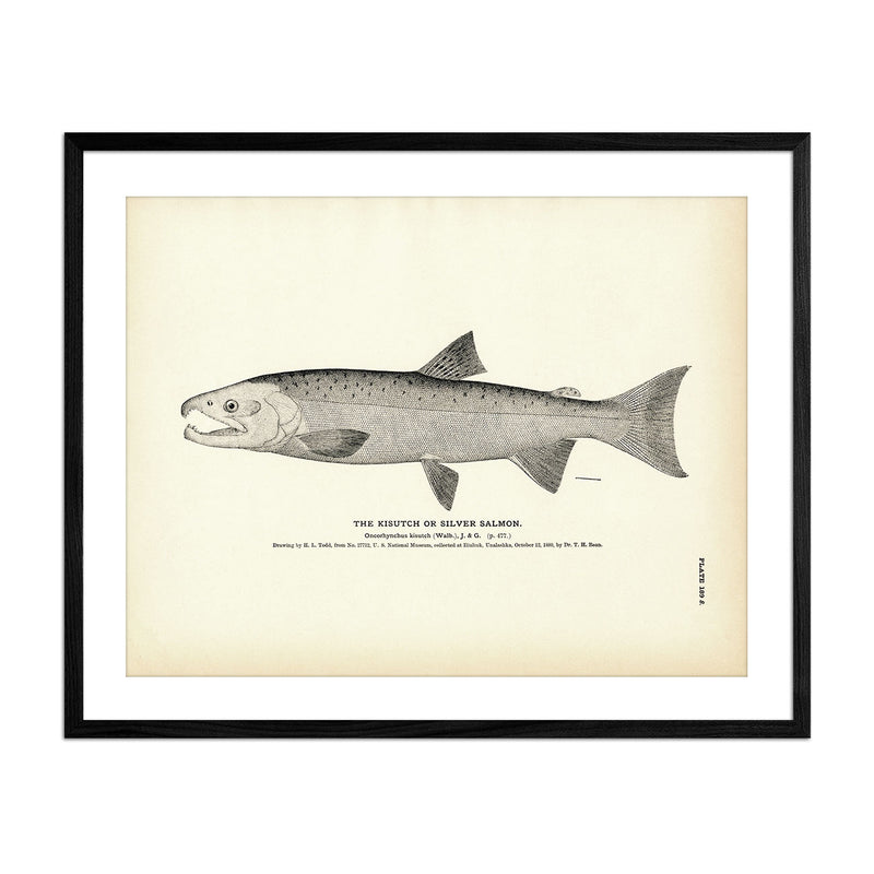 Kisutch (Silver Salmon) Art Print - Muir Way - Fisheries