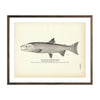 Vintage Kisutch fish print