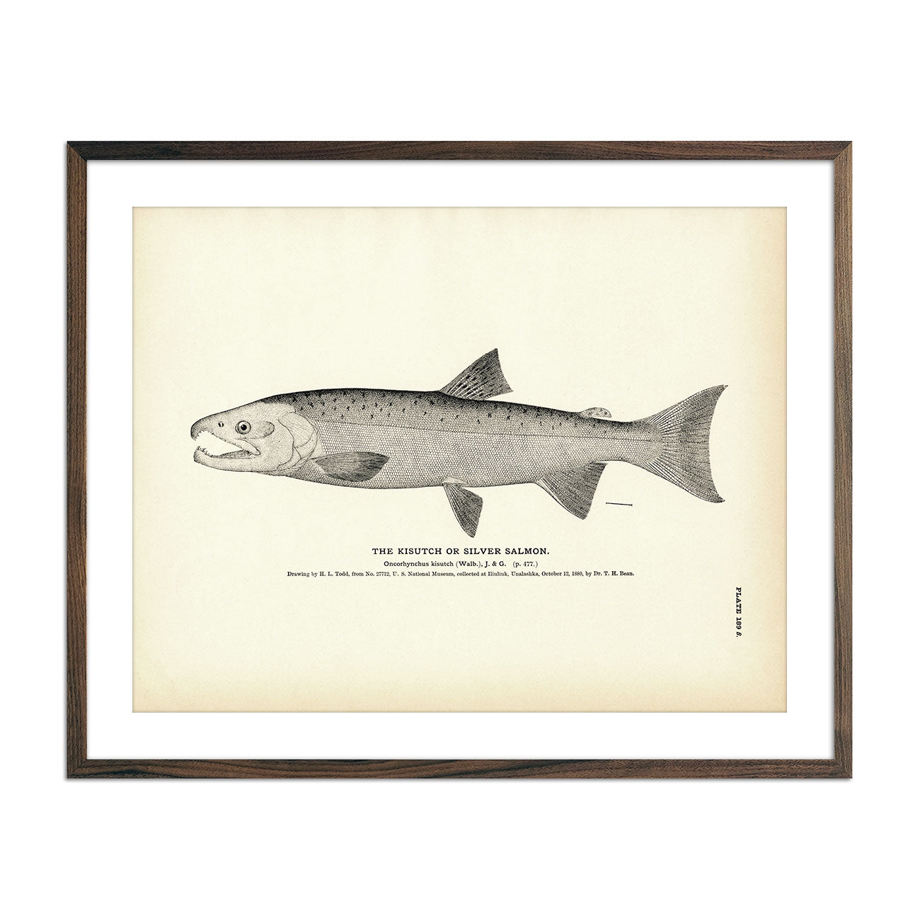 Vintage Kisutch fish print