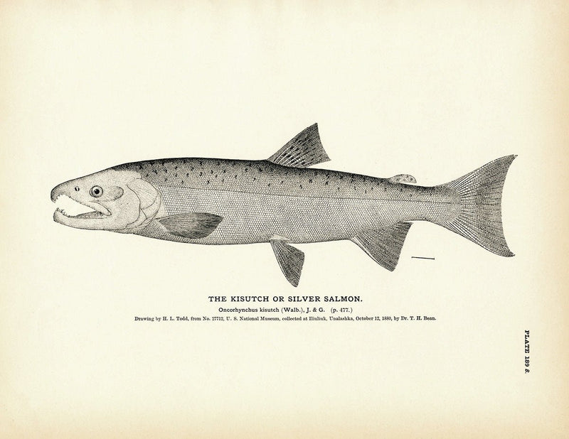 Kisutch (Silver Salmon) Art Print - Muir Way - Fisheries