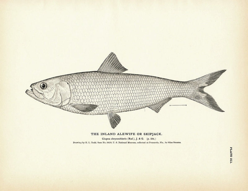 Inland Alewife (Skipjack) Art Print - Muir Way - Fisheries