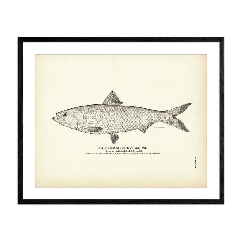 Inland Alewife (Skipjack) Art Print - Muir Way - Fisheries
