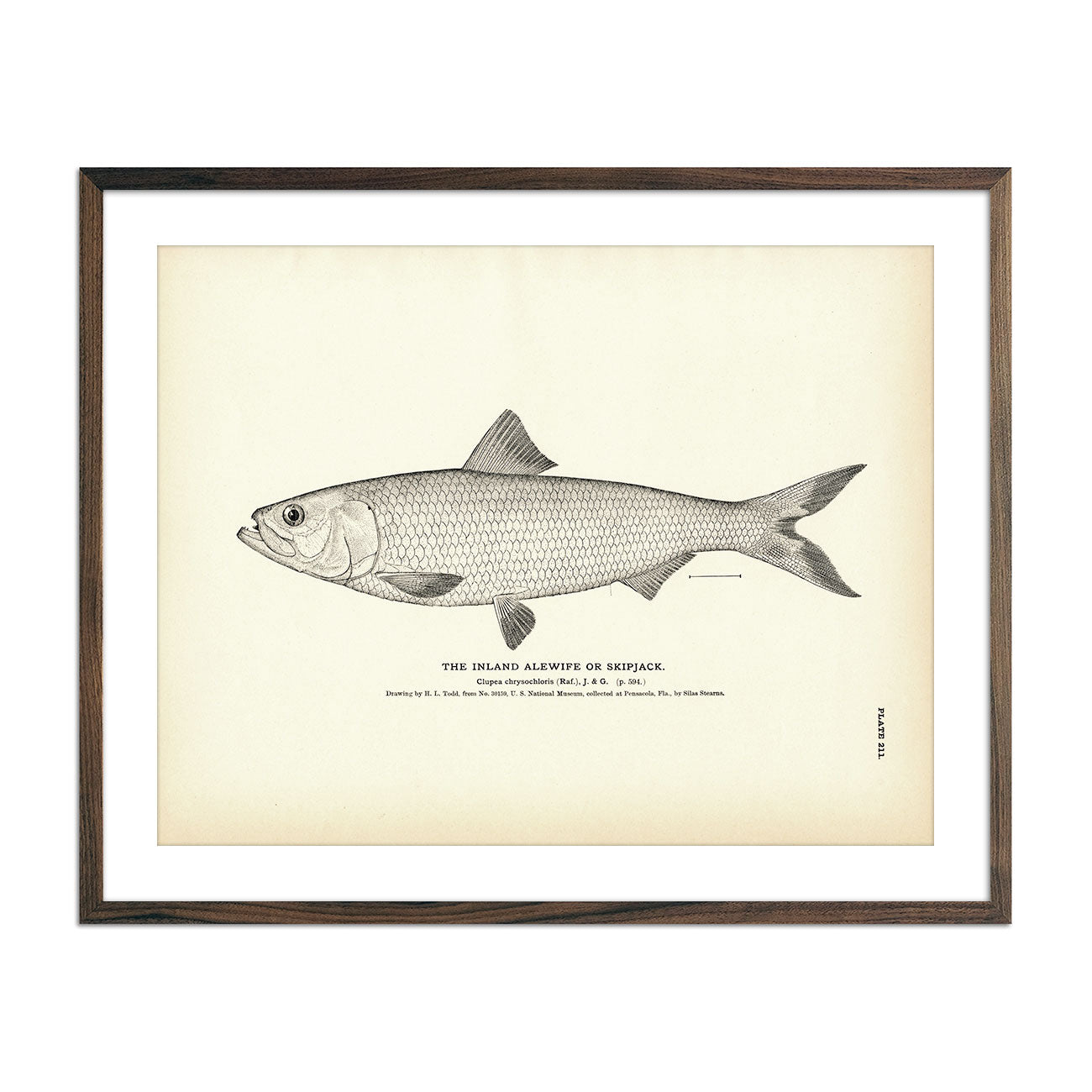 Vintage Inland Alewife fish print