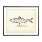 Vintage Inland Alewife fish print