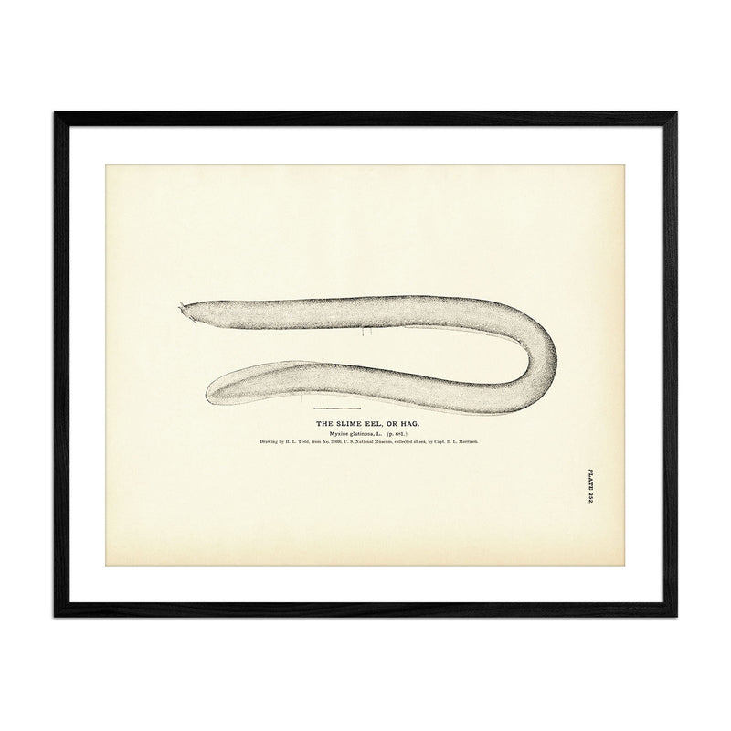 Slime Eel (Hag) Art Print - Muir Way - Fisheries