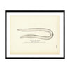 Slime Eel (Hag) Art Print