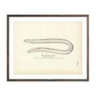Vintage Slime Eel fish print