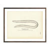 Vintage Slime Eel fish print