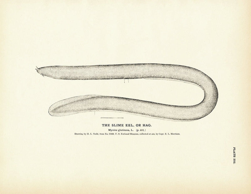 Slime Eel (Hag) Art Print - Muir Way - Fisheries