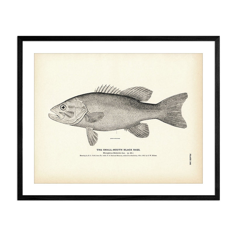 Small - Mouth Black Bass Art Print - Muir Way - Fisheries