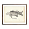 Vintage Small-Mouth Black Bass fish print