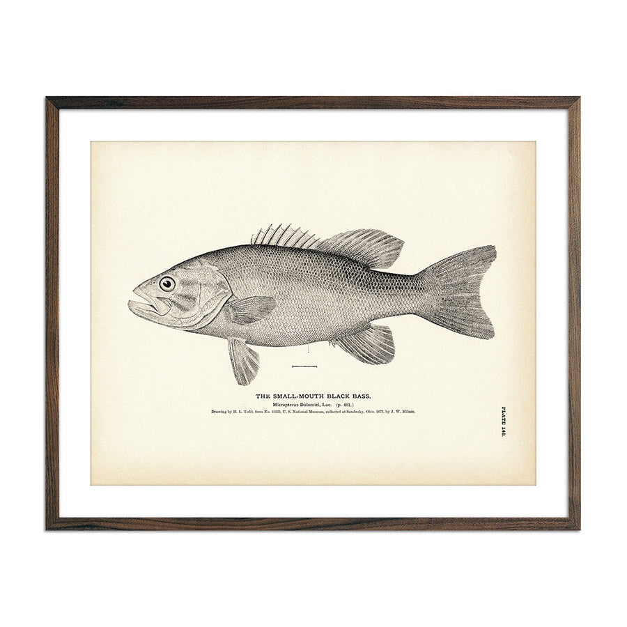 Vintage Small-Mouth Black Bass fish print