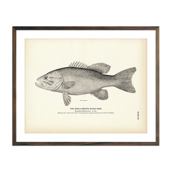 Bass Fishing Poster, Largemouth Bass & Smallmouth Bass