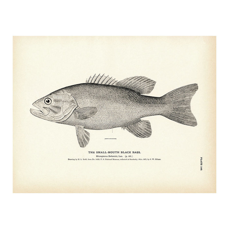 Small - Mouth Black Bass Art Print - Muir Way - Fisheries