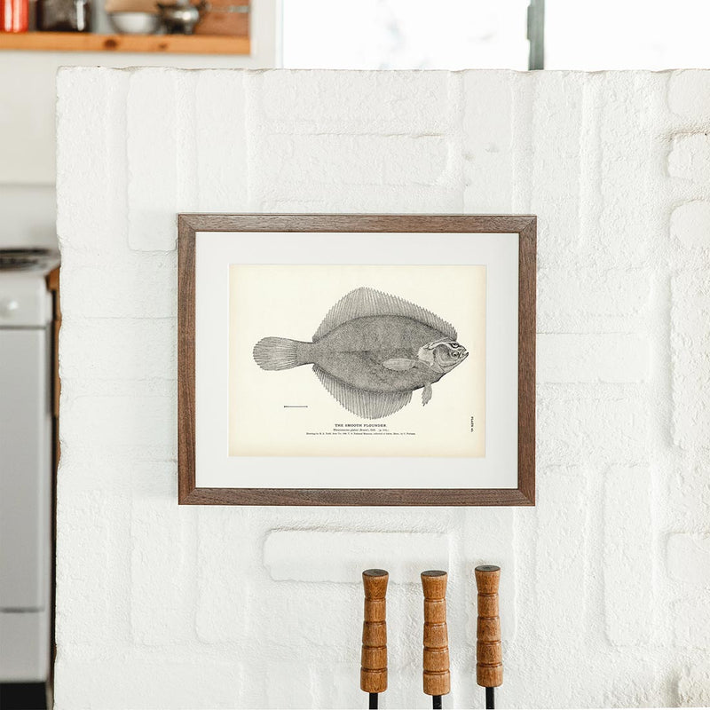 Smooth Flounder Art Print - Muir Way - Fisheries