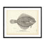 Smooth Flounder - 1884 Print | Muir Way