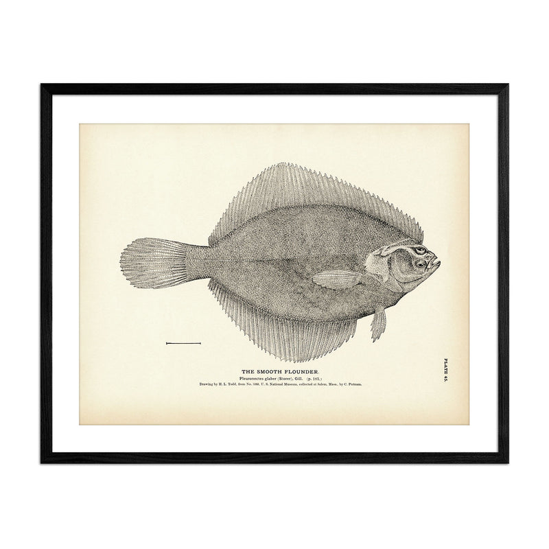Smooth Flounder Art Print - Muir Way - Fisheries