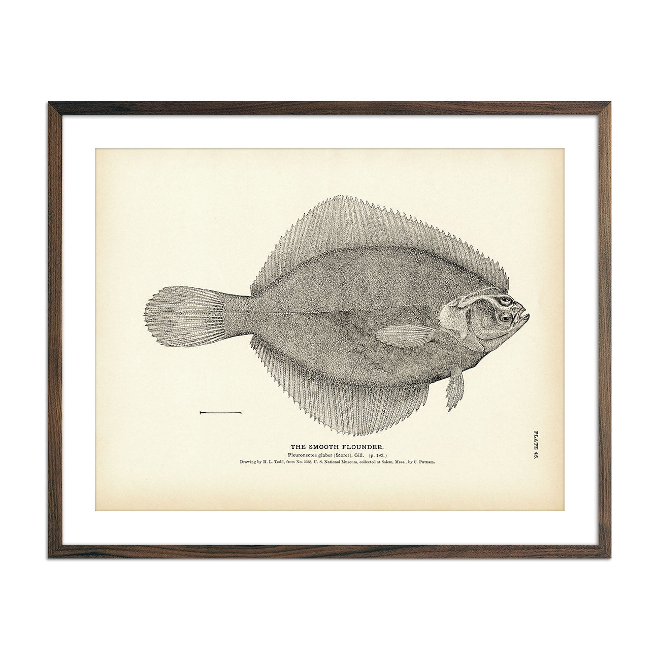 Vintage Smooth Flounder fish print