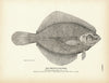 Smooth Flounder Art Print