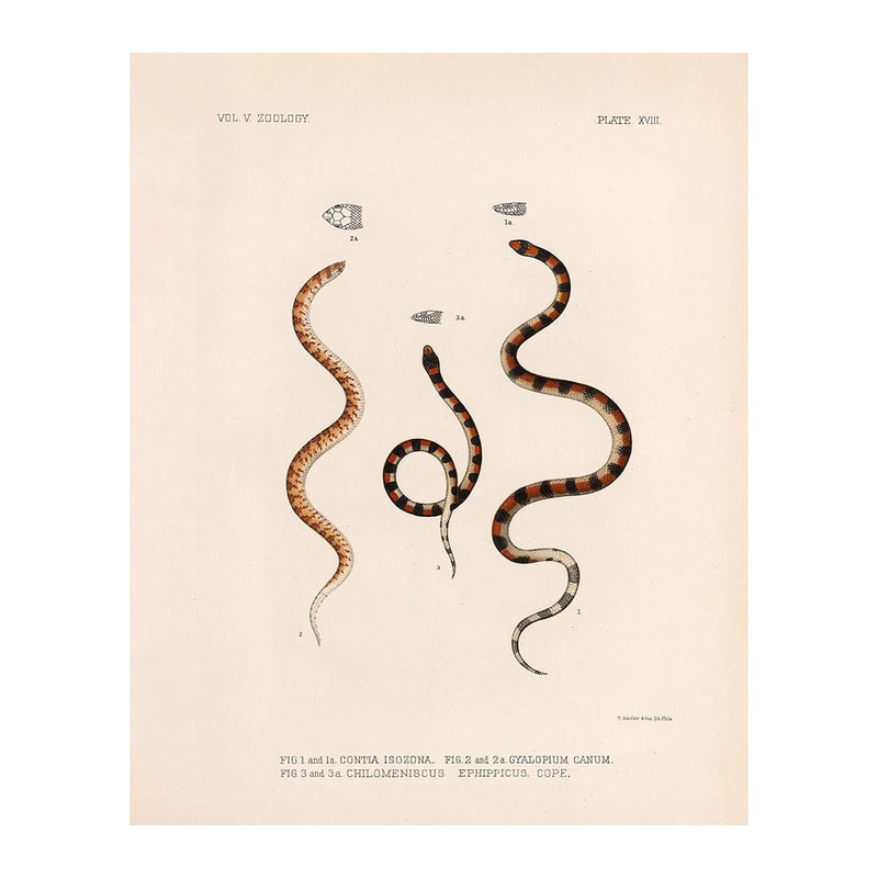 Snakes Art Print
