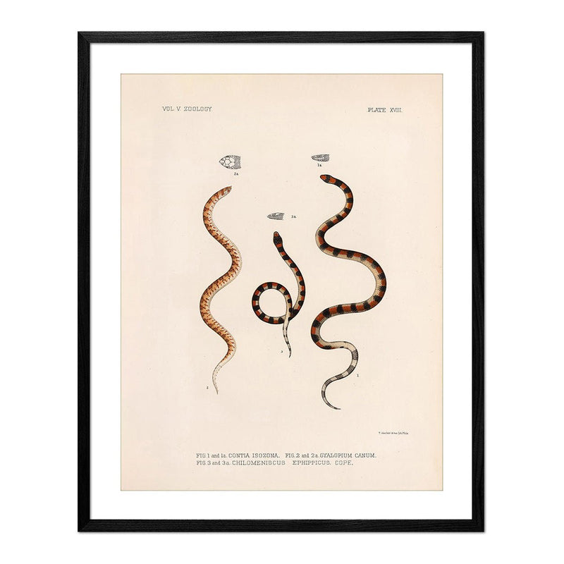 Snakes Art Print - Muir Way - Animals